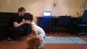 Команда движение назад | как научить собаку ходить задом |дрессировка собак