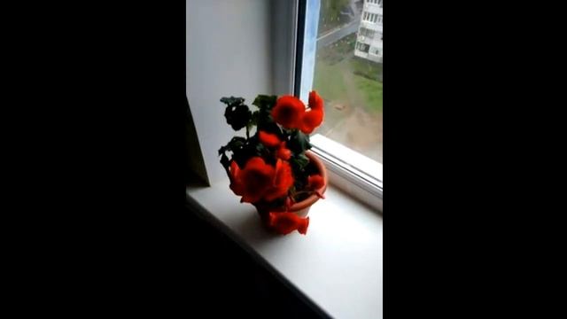 БЕГОНИЯ -- особенности ухода в домашних условиях.Все о бегонии комнатной! смотреть онлайн