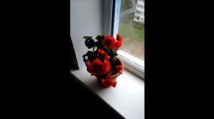 БЕГОНИЯ -- особенности ухода в домашних условиях.Все о бегонии комнатной!