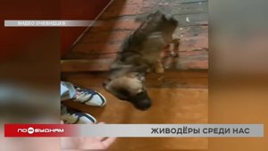Живодёры среди нас: два факта жестокого обращения с животными выявлены в Ангарске и Черемхове