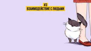 КАК НАЙТИ ОБЩИЙ ЯЗЫК СО СВОИМ КОТОМ