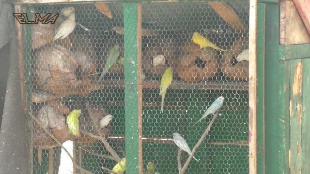 88 Шри Ланка Унаватуна Галле Сёрфинг Пляжи Sri Lanka