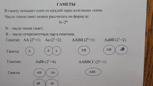 Генетика .  Задачи.  Часть 1. Выписка гамет.