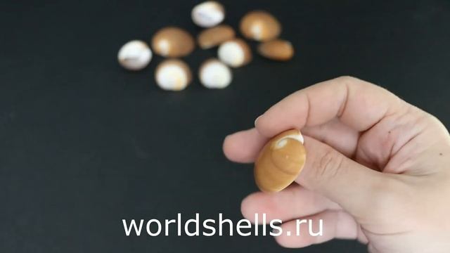 Ракушки для поделок "Коричневая Натика" смотреть онлайн