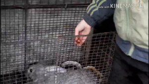ЧЕМ КОРМИТЬ КРОЛИКОВ ЗИМОЙ???