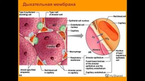 Анатомия и физиология - Лекция 57 - Давление в лёгочных артериях, статический и динамический объём