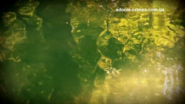 Форелевое хозяйство в Крымский заповедник, Алушта, река Альма