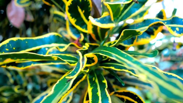 Промо-ролик о художнице. смотреть онлайн