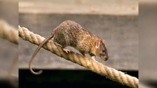 Одомашнивание и история декоративных крыс. Предок декоративной крысы - серая крыса