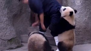 Приставучие панды не отпускают смотрителя