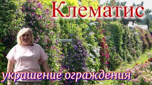 Клематис как украшение ограждения.