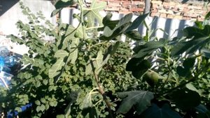 Инжир в ведре