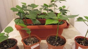 Гибискусы. Секреты укоренения. Личный опыт