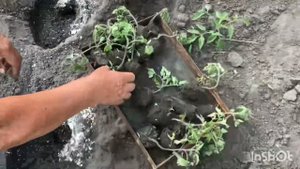 Яичная скорлупа против медведки.Высаживаем помидоры .