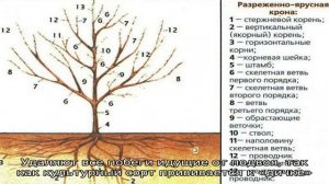 Формирование кроны черешни в первый год после посадки