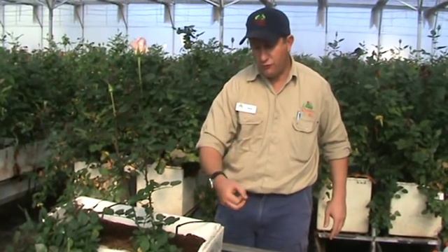 Roses 2 Go Florists and A Dozen Roses Rose Farm Hydroponic Production of Roses смотреть онлайн