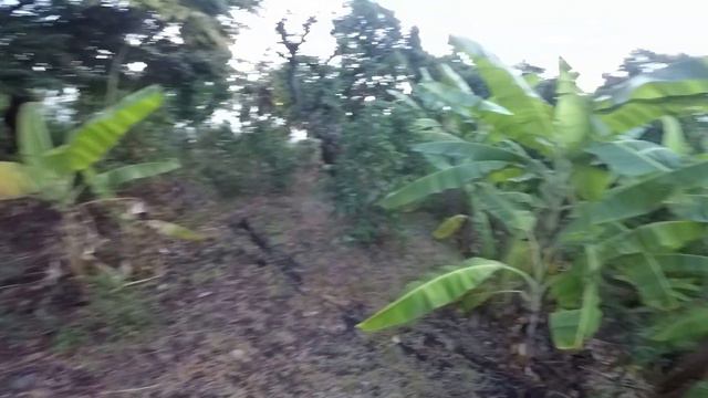 Земля на Бали! Цена, участок 200 кв.м. за 7200$ 2.09.2020 смотреть онлайн