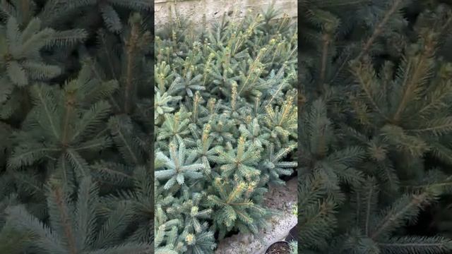 Picea Pungens Super Blue Seedling (SBS) ялинка голуба новий сорт