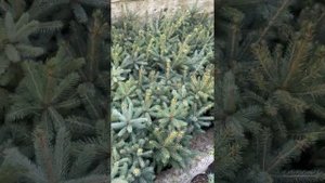 Picea Pungens Super Blue Seedling (SBS) ялинка голуба новий сорт