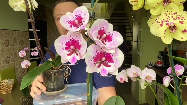 КАК корни орхидеи СОХРАНИТЬ ДО пересадки орхидеи и ПРООДЛИТЬ магазинное цветение фаленопсиса смотреть онлайн