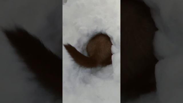 A tub full of snow and nowhere else to go. #ferret #ferretlife #snow #frozen #floofnoodle