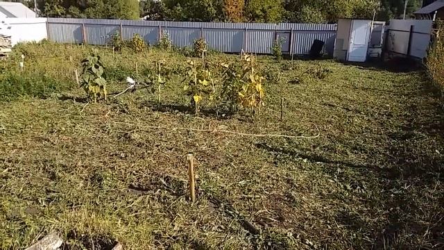 Секрет мощного электротриммера. Мотокоса. RED VERG RD-EB1600 ЧЕСТНЫЙ ОТЗЫВ ТРИММЕР - ГАЗОНОКОСИЛКА.