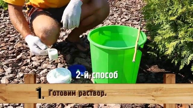 Как правильно подкармливать растения