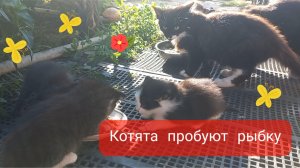Котята пробуют рыбку, понравится ли она им. Котики едят.
