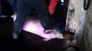 Как зарезать хрюшку самостоятельно, без лишних проблем и нервотрепки