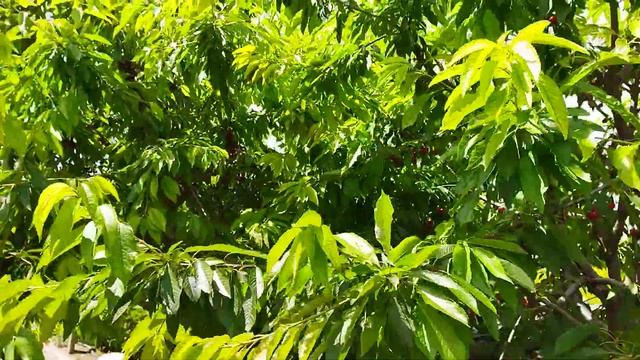 черешня 2022 г урожай Крым с .Тургеневка смотреть онлайн