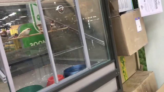 •ПОКУПАЕМ ПОПУГАЯ!//ПОКУПКА ПОПУГАЯ) SK сестры⚡️✌🏻 смотреть онлайн