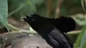 Танцующие птицы