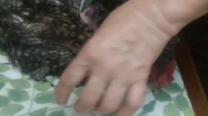 Забился зоб у курице,что можно сделать.
