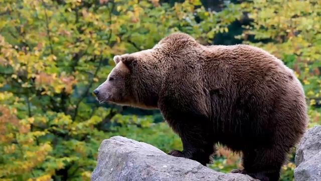 Расслабляющая музыка для нервов сна. Музыка для сердца и сосудов. Релакс гармония музыка для душ