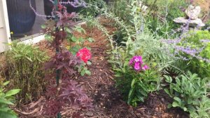 Planting Garden Phlox in the Rose Garden