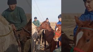 Второе место Омская область Павлоградский район ,,Негмат,, кобылка Томирис 2 года 🐎👍🤲🇷🇺🇰🇿🇮🇷🇰🇬