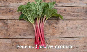 Как вырастить ревень из семян. Эксперимент. Сажаем ревень осенью. Стратификация