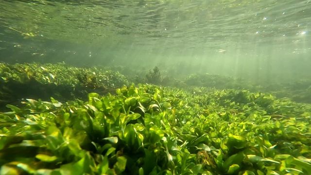 Река Каменка в д. Каменка Водные растения в природе: Вероника ключевая, Рдест курчавый
