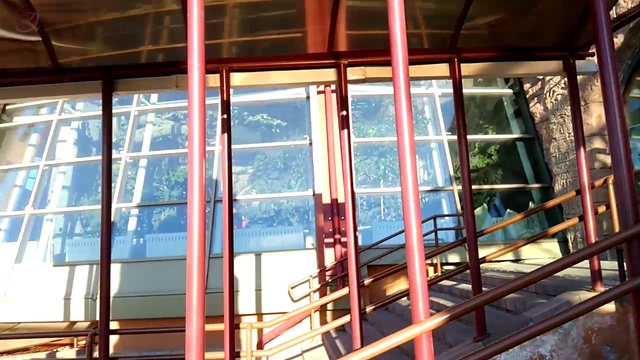 zoo лев животные смотреть онлайн