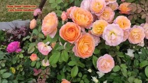 АНГЛИЙСКИЕ РОЗЫ Д. ОСТИНА.    ТОП 9 ЛУЧШИХ СОРТОВ. ч.2