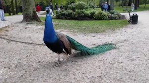 Paw. Łazienki Królewskie, Warszawa / Павлин. Варшава. Королевские Лазенки / Peacock