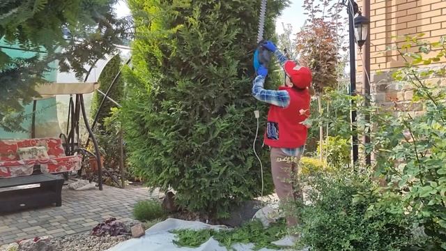 Осенняя стрижка туи Европа Голд. #Кусторез_электрический_EasyCut. смотреть онлайн