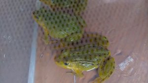 Прудовые лягушки