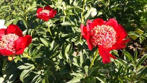 Пионы ORCHID ANNA, CYTHEREA, WALTER MAINS