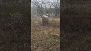 Спаривание овец