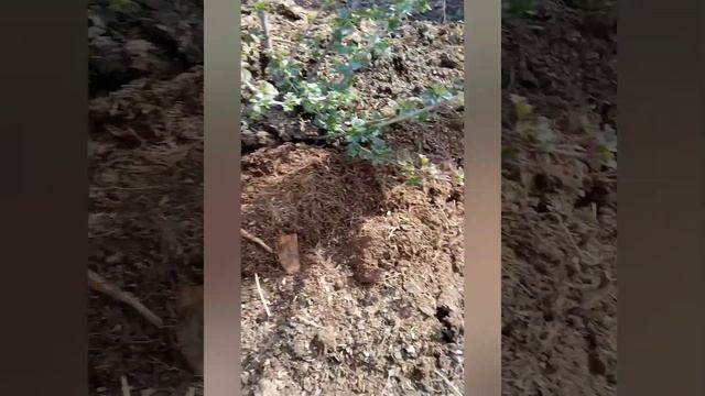 Крыжовник обработка весной #содаимыло#мульчаипомет смотреть онлайн