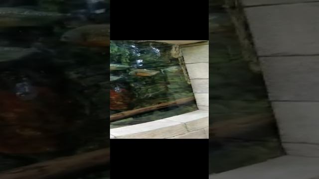 Океанариум смотреть онлайн