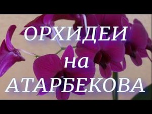 Обзор садового центра на Атарбекова