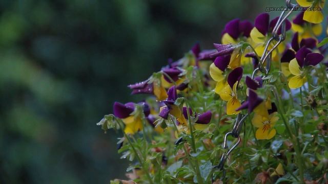 природа 35