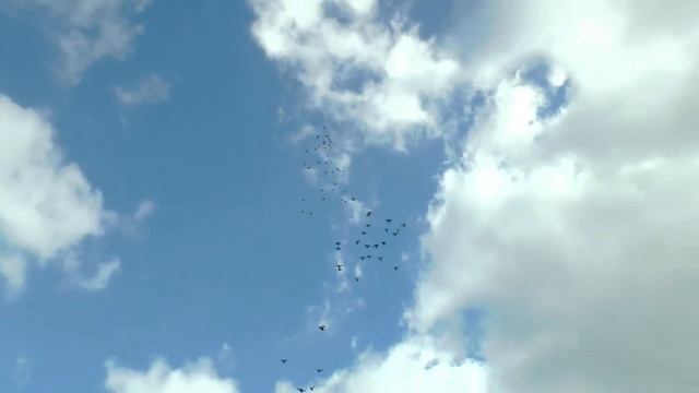 НИКОЛАЕВСКИЕ ГОЛУБИ./pigeons/ БАБОЧКА 2023 (2часть). смотреть онлайн